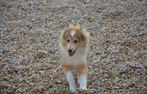 喜乐蒂牧羊犬图片_1