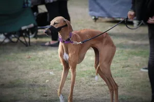 法老王猎犬图片