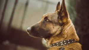 纯种德国牧羊犬图片