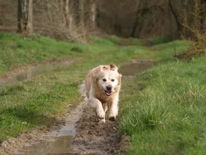 奔跑的金毛猎犬图片