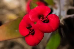 红色花朵微距图片_1