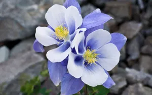 高清花卉图片大全_4
