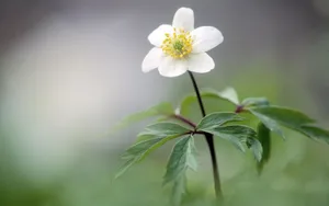 高清花卉图片大全_5