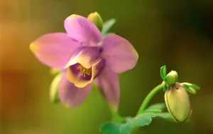 高清花卉图片大全_6