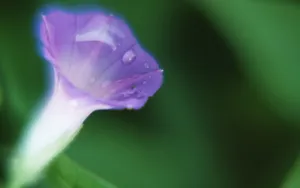 高清花卉图片大全_7