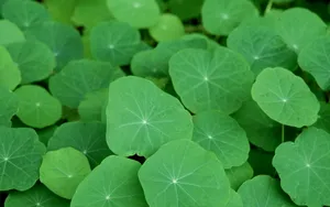高清花卉图片大全_8