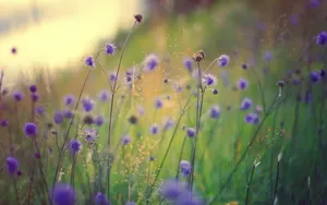 高清花卉图片大全_9