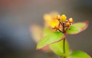 高清花卉图片大全_10