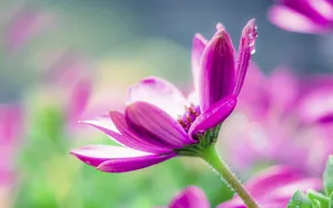 高清花卉图片大全_11