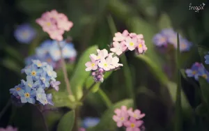 高清花卉图片大全_12