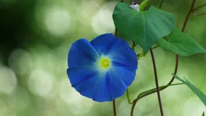 牵牛花花语_2