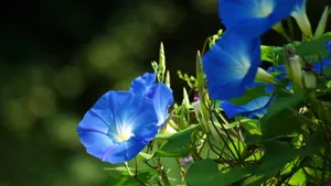 牵牛花花语_3