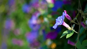 牵牛花花语_4