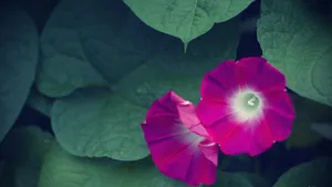牵牛花花语_5