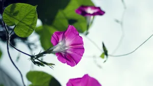 牵牛花花语_6