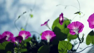 牵牛花花语_7