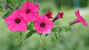 牵牛花花语_8