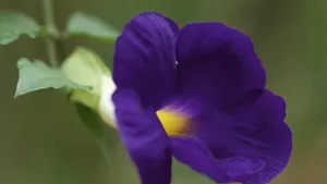 牵牛花花语_9