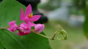 珊瑚藤花语壁纸