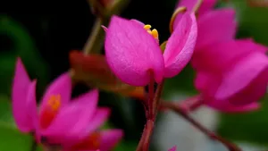 珊瑚藤花语壁纸_4