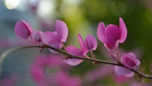 珊瑚藤花语壁纸_6