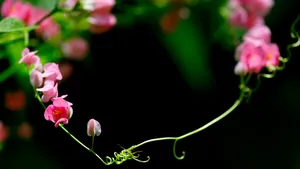 珊瑚藤花语壁纸_7