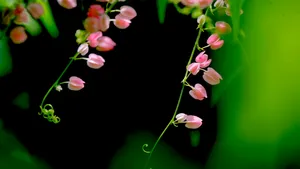 珊瑚藤花语壁纸_8