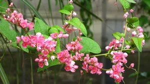 珊瑚藤花语壁纸_9