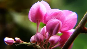 珊瑚藤花语壁纸_10