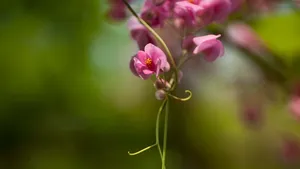 珊瑚藤花语壁纸_11