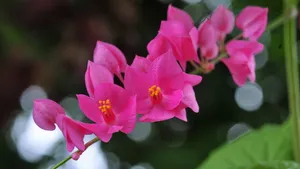珊瑚藤花语壁纸_12