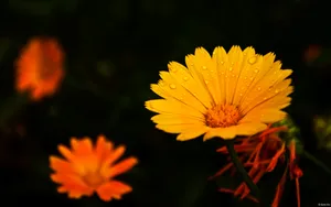 大自然的声音花蕾花瓣图片_2
