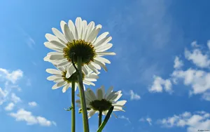 大自然的声音花蕾花瓣图片_7