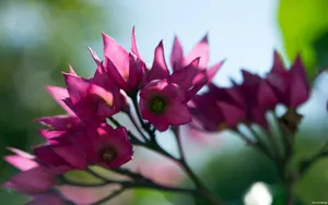 大自然的声音花蕾花瓣图片_8