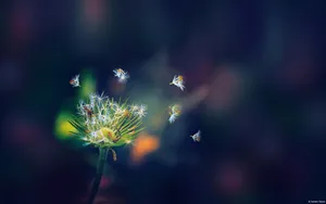 大自然的声音花蕾花瓣图片_13