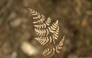 大自然的声音花蕾花瓣图片_14
