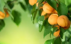 水果图片高清壁纸_3