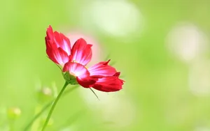 格桑花花语图片壁纸