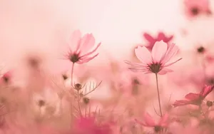 格桑花花语图片壁纸_2