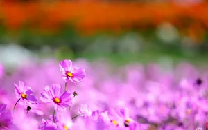 格桑花花语图片壁纸_3
