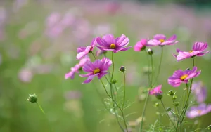 格桑花花语图片壁纸_4