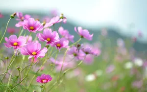 格桑花花语图片壁纸_5