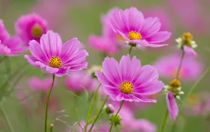格桑花花语图片壁纸_6