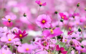 格桑花花语图片壁纸_7