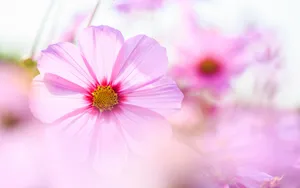 格桑花花语图片壁纸_8