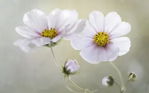 格桑花花语图片壁纸_9