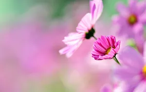 格桑花花语图片壁纸_10