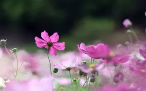格桑花花语图片壁纸_11
