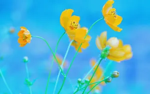 格桑花花语图片壁纸_12