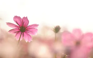 格桑花花语图片壁纸_13